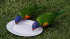 Pair of Lorikeets in Bundeena
