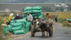 Ox Cart and Rice