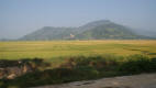 Rice Fields and Mountians