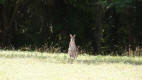 Wallaby at Trinity Beach Near Cairns