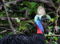 Cassowary in Far North Queensland