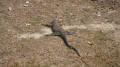 Goanna Sunbaking