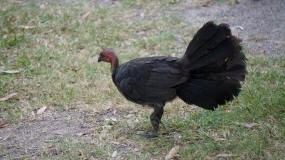 Bush Turkey at Dickys Beach