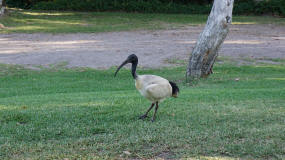 Ibis at Dickys Beach Park