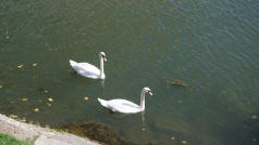 Strasbourg Swans