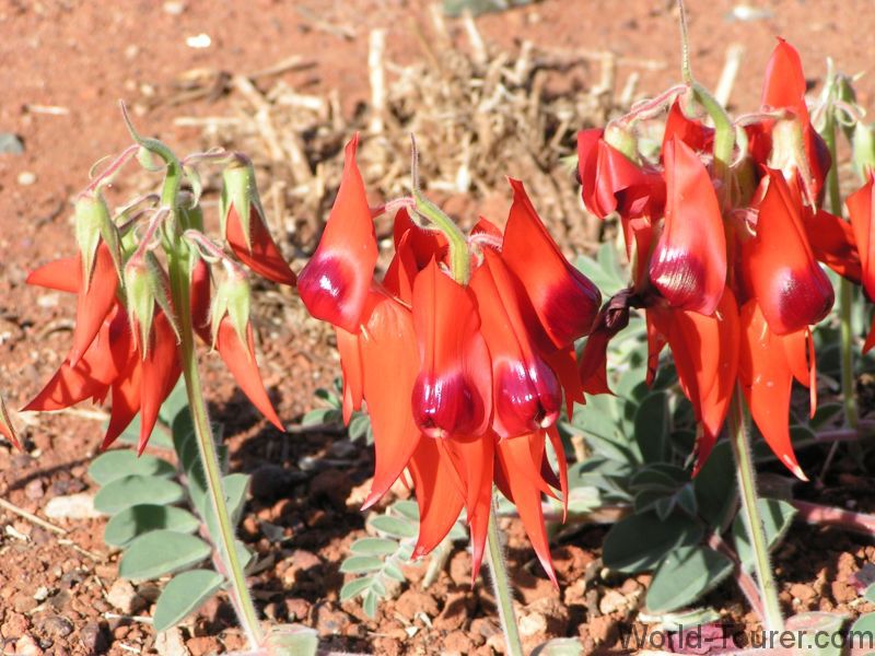 WA Wildflowers