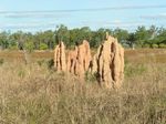 Termite Mounds