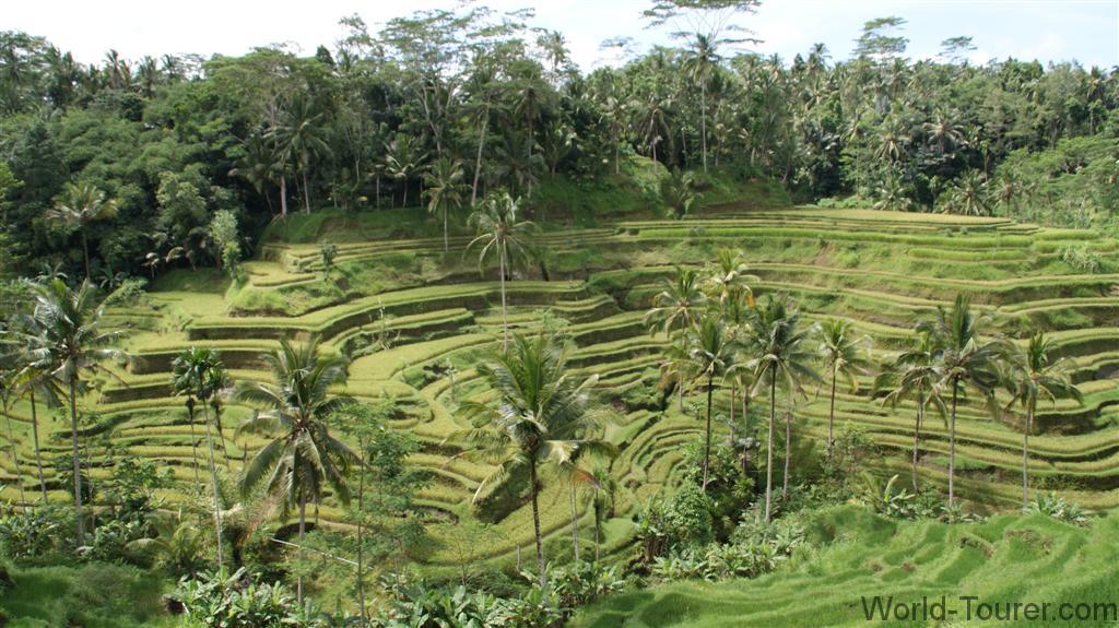 Rice Terraces
