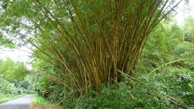 Bamboo