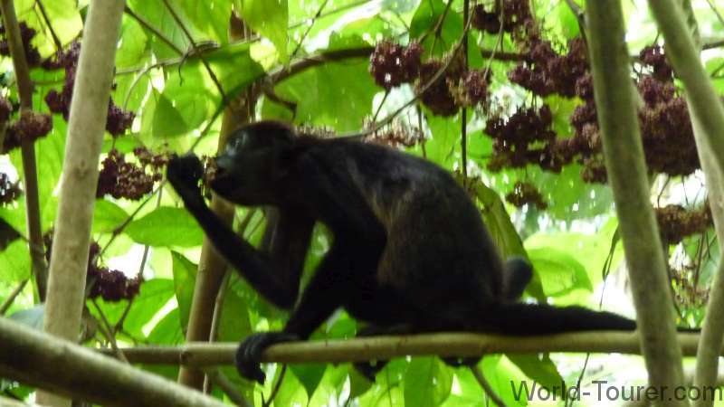 Howler Monkey