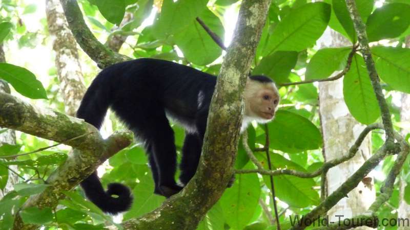 White Faced Monkey