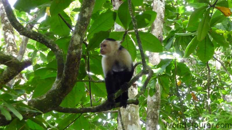White Faced Monkey
