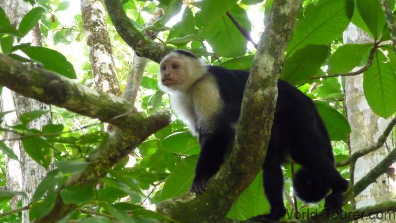White Faced Monkey