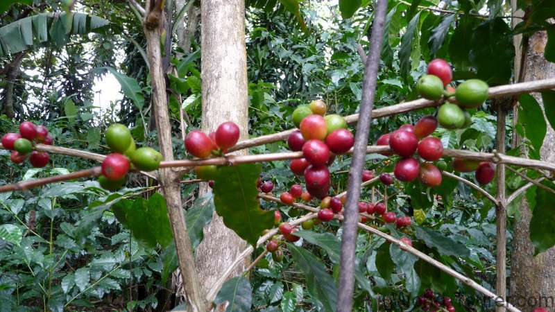 Coffee Cherries
