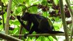 Howler Monkey