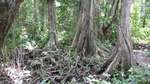 Forest in Cahuita