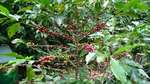 Coffee Bush
