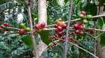 Coffee Cherries