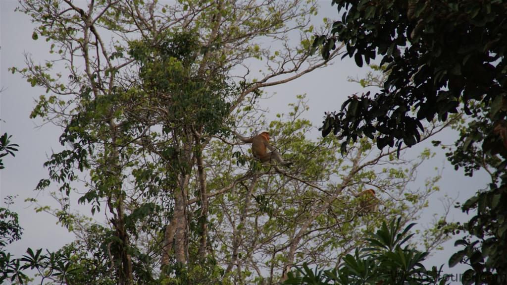 Proboscis Monkey