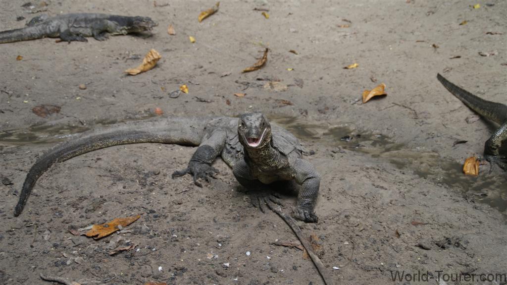 Monitor Lizard