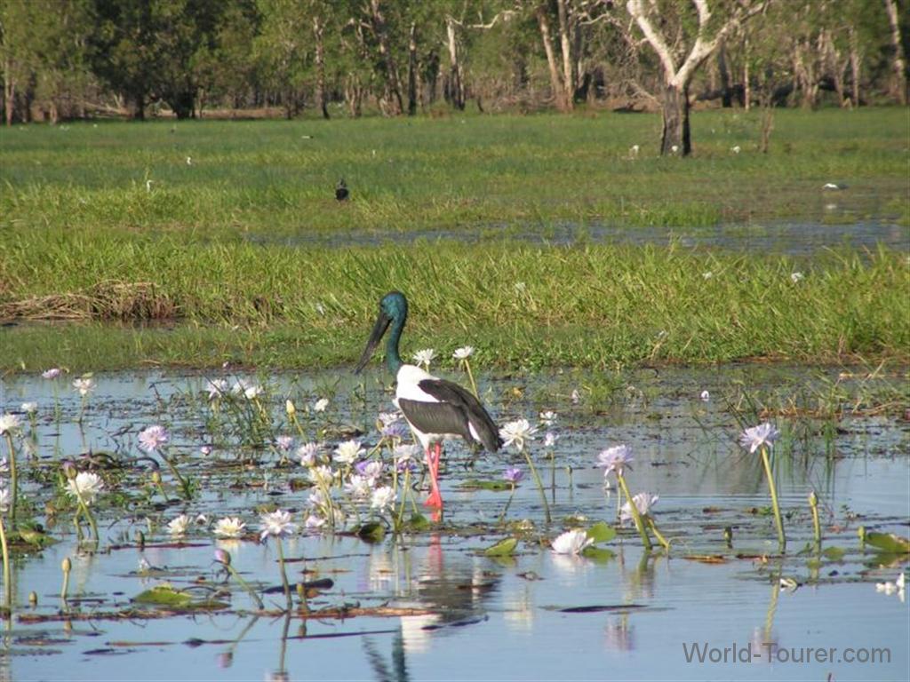 Jabiru