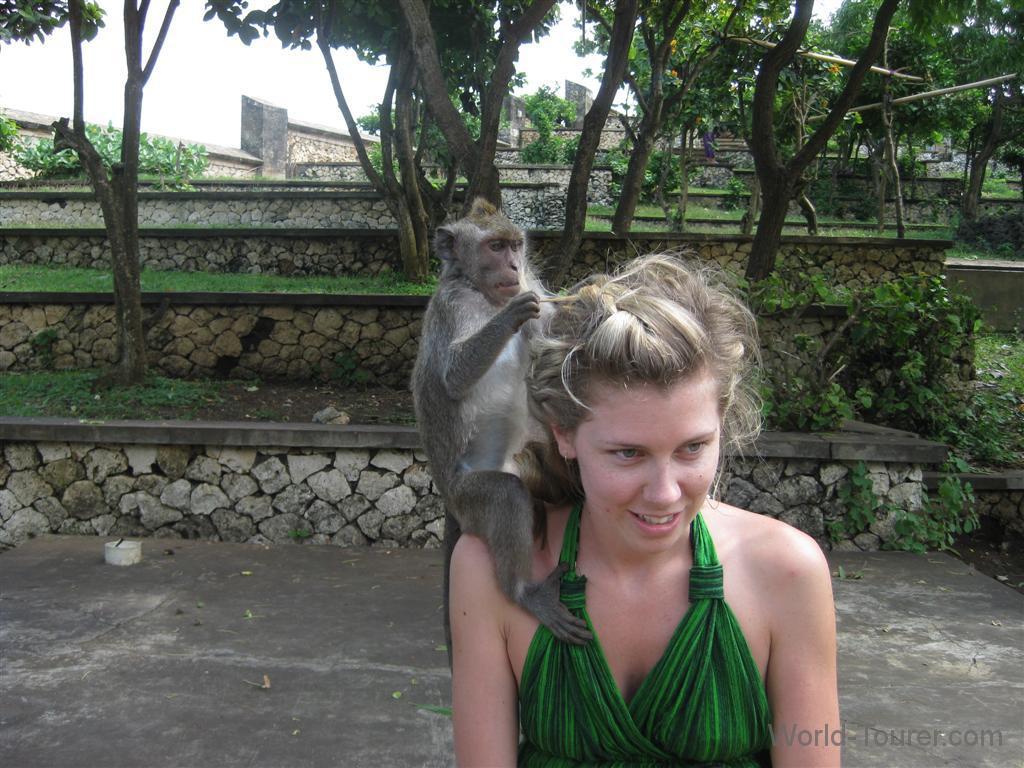 Bali Monkey