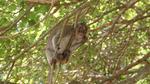 Cheeky Monkey