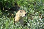 Prairie Dog