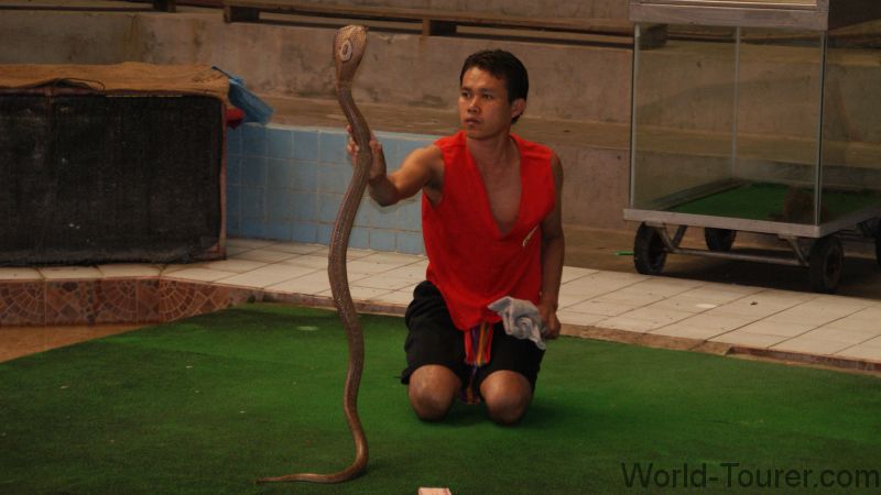 Cobra Show