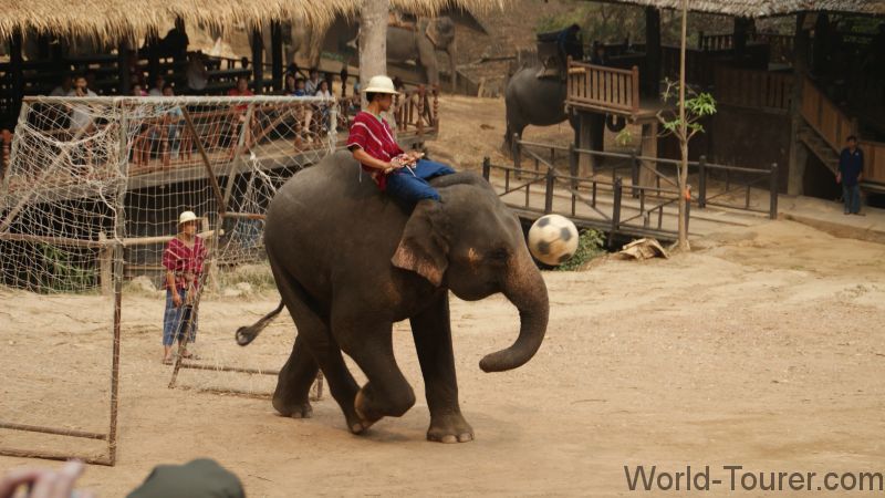 Elephant Soccer