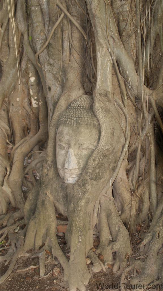 Buddha Head