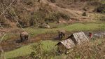 Elephant Village