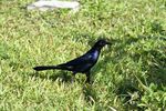 Black Bird