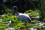 Wood Stork