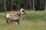 Big Horn Sheep