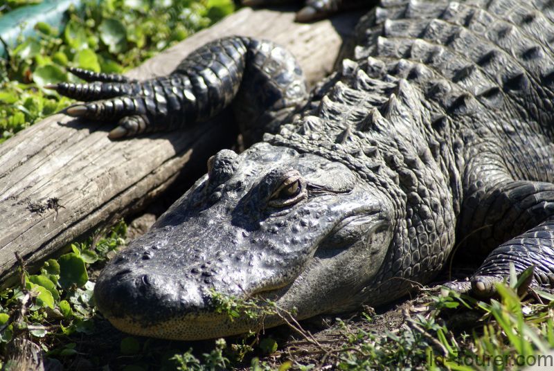 Large Alligator