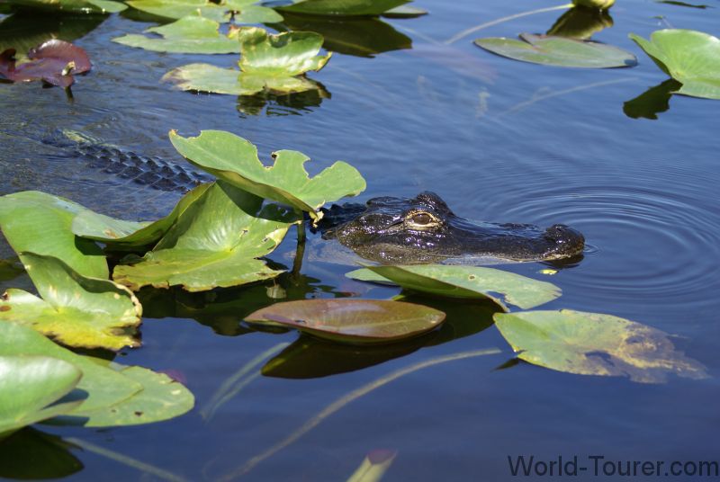 Baby Gator