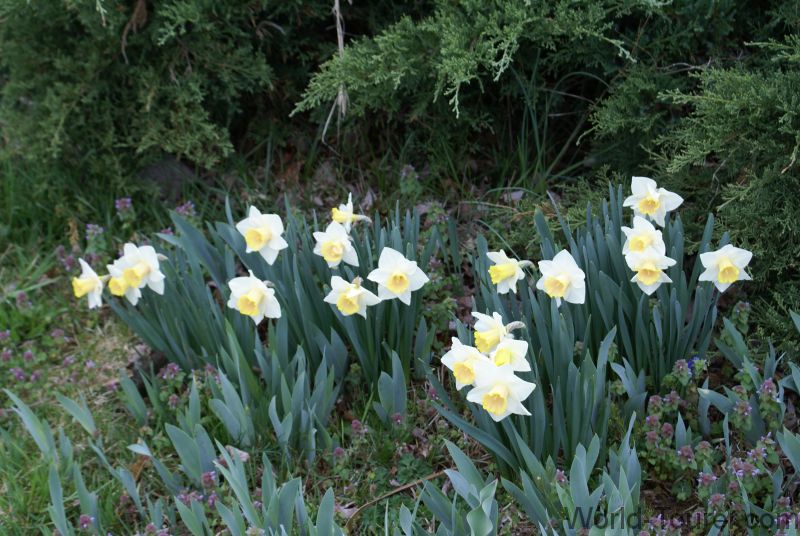 Daffodils