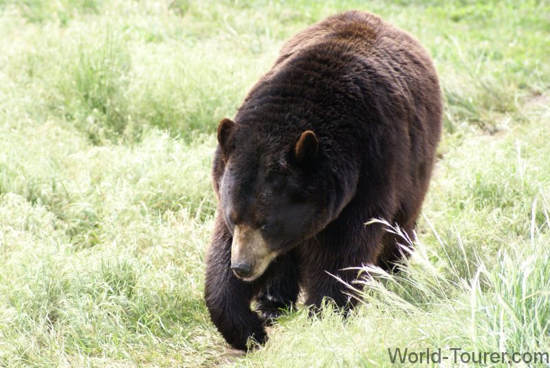 Black Bear