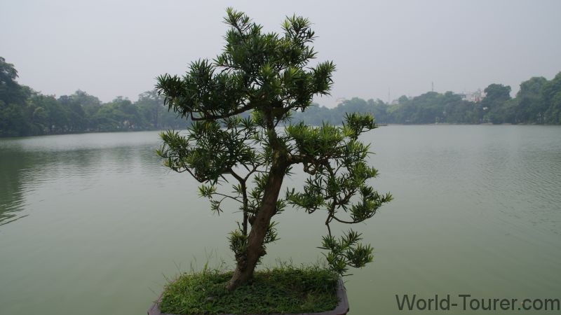 Bonsai Tree