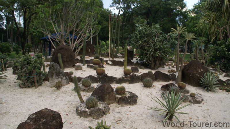 Cactus Garden