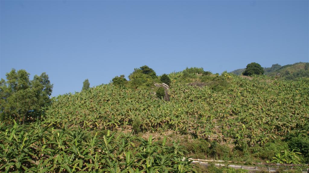 Hon Ba Banana Trees