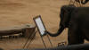 painting elephant