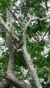 sloth Punta Uva
