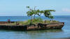 tree Barge on Playa Negro Beach