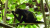 howler monkey costa rica