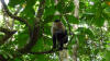 white faced monkey cahuita
