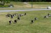 Geese Grazing