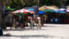 Hua Hin Pony Rides