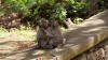 Two Monkeys at The Cliff Temple, Bali